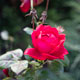 avatar_56217