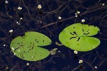 Pac-Man