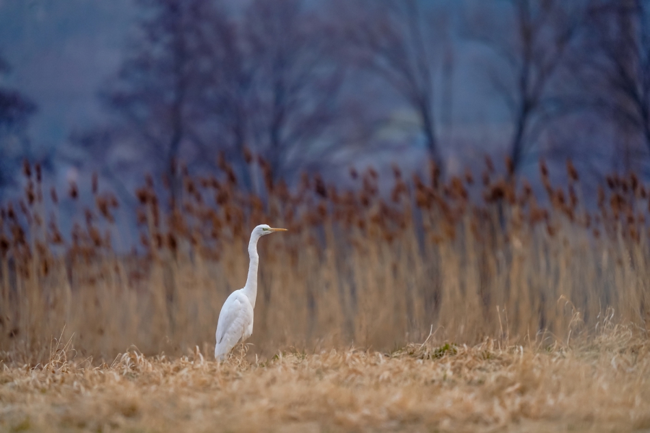 amigamedia - Obrazy natury.  Pięknie jest wypocząć na łonie natury,obrazy które widuje,oby trwały wiecznie... Czapla biała (Egretta alba) Przyroda naszego regionu - Olza. . Zdjęcie 299969