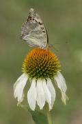Dostojka malinowiec 
