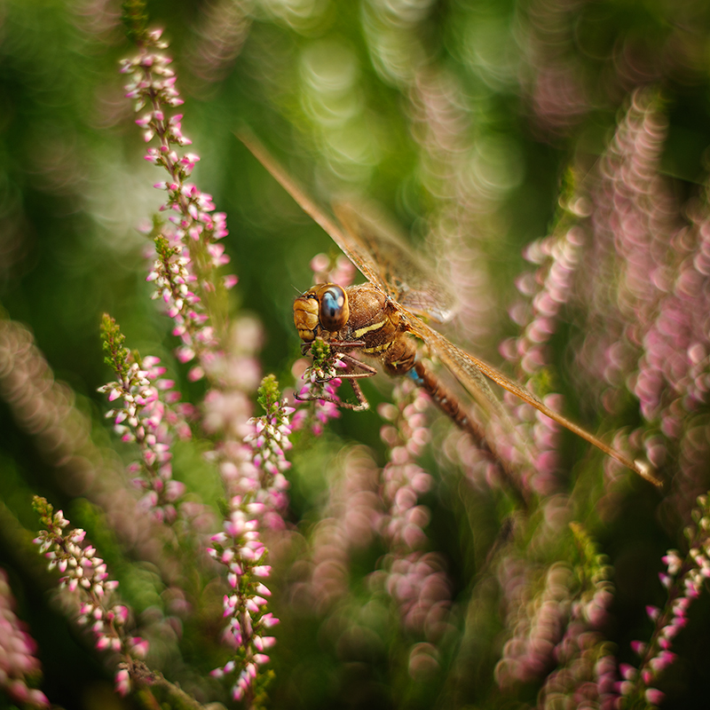 adamix - Niebieskooka. pentacon 50/1.8. Zdjęcie 99756