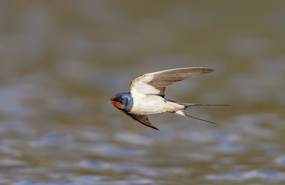 amigamedia - B52.  Dymówka (Hirundo rustica) . Zdjęcie 287324