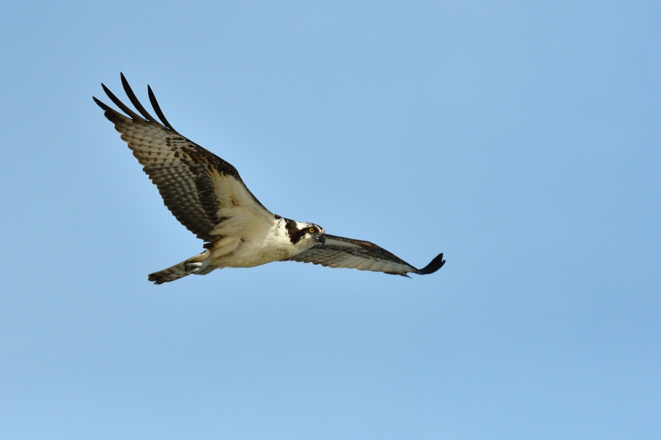 dudley - Osprey.. . Zdjęcie 262519
