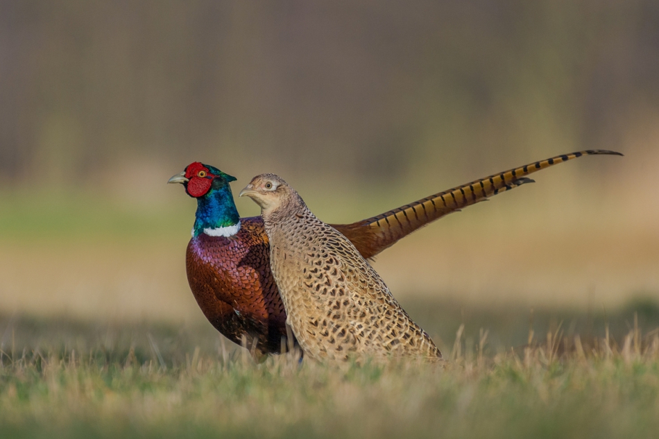 raftik - Miłość ... Bażant, Common Pheasant (Phasianus colchicus) .... . Zdjęcie 233888