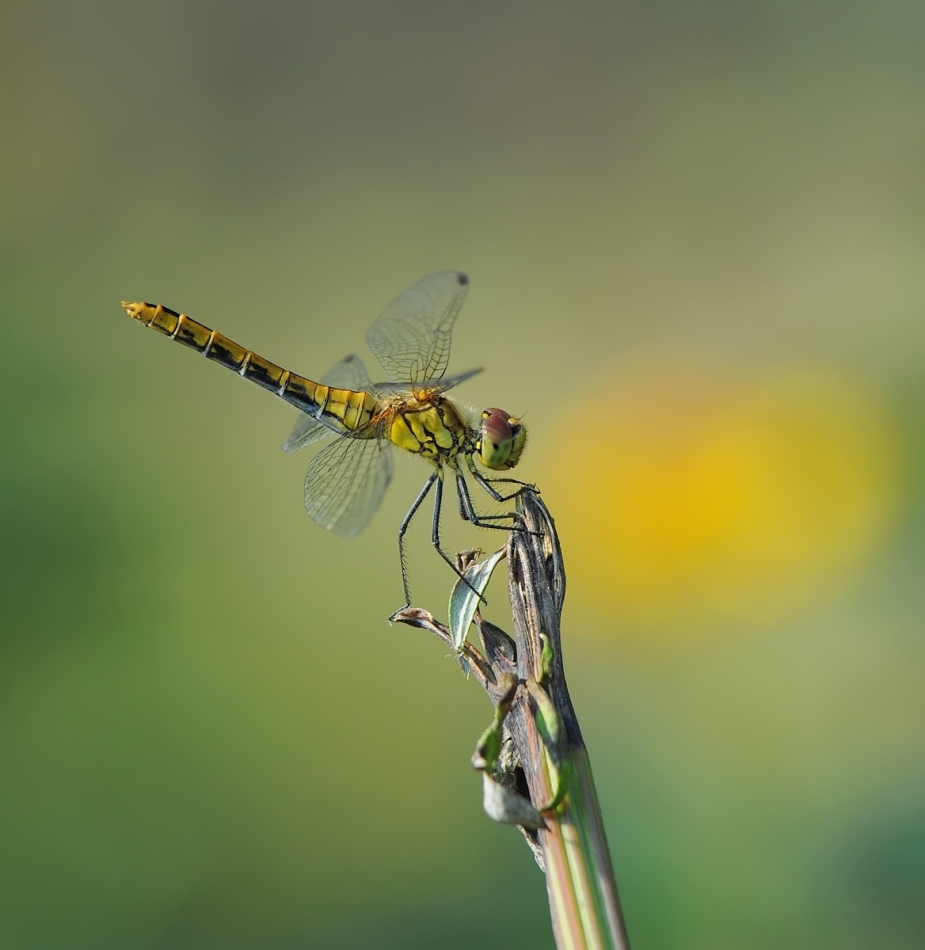 keni - . Jest PE. Zdjęcie 204245