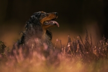 Lucek 