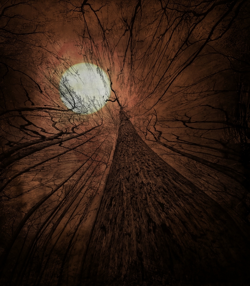 robin74r - Into the Trees.... cz. I. Zdjęcie 323509