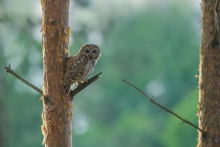 Puszczyk, Tawny Owl (St...