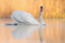 Łabędź niemy