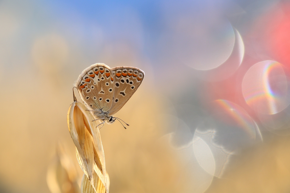 bluejeans - Ładny letni motyl. . Zdjęcie 313815
