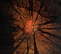 Into the Trees 