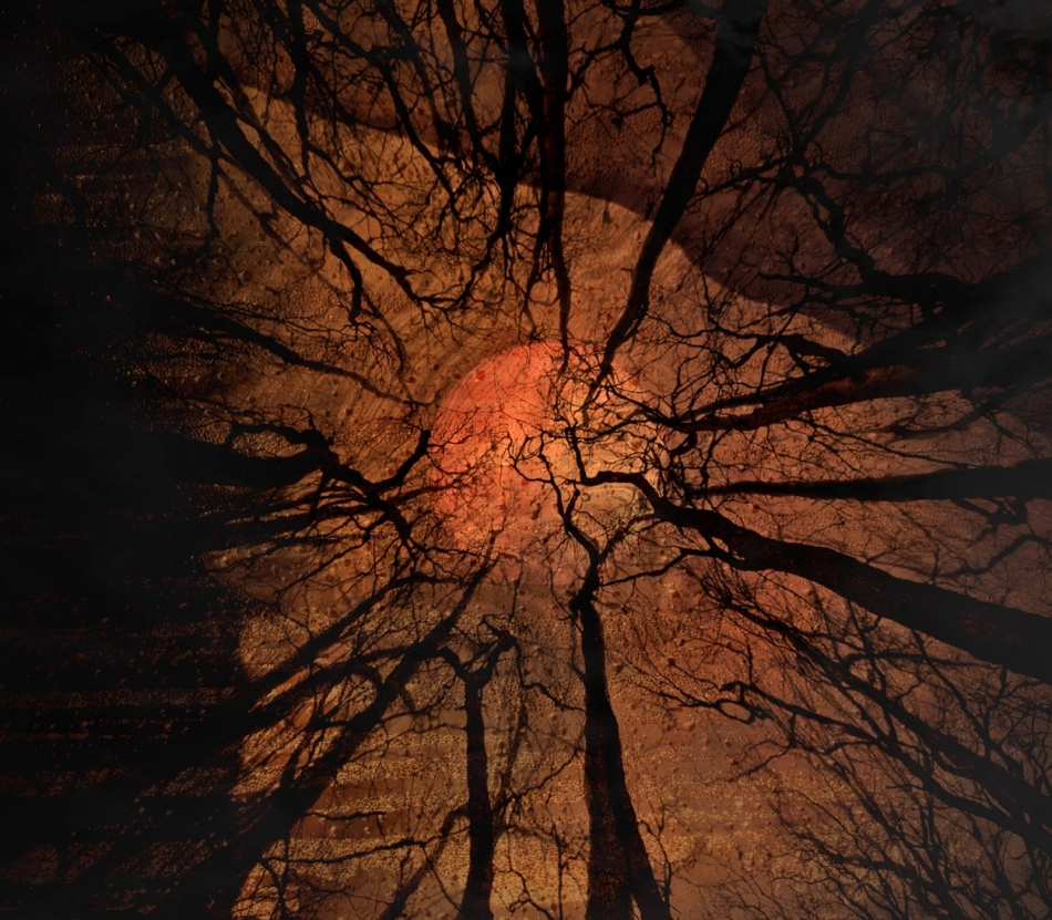 robin74r - Into the Trees . . Zdjęcie 323667