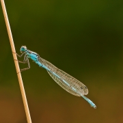 Błękitna