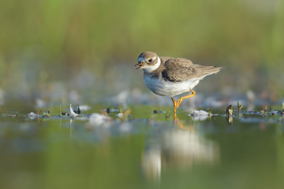 raftik - Sieweczka obrożna, Common Ringed Plover (Charadrius hiaticula) .... . Zdjęcie 313725