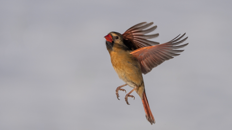 fotosc - . Northern Cardinal. female. Zdjęcie 313623