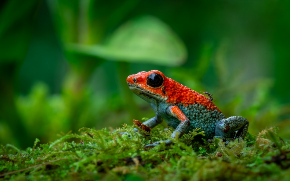 Lilen - Sygnał ostrzegawczy. Ta urocza i niewielka, bo dorastająca do 2 cm żabka, o łacińskiej nazwie Oophaga granulifera, nie ma swojej polskiej nazwy. Jej angielska nazwa to Granular poison frog i nawiązuje do dwóch istotnych faktów dotyczących jej sk