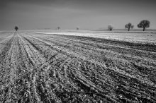 Pole, drzewa i badyle