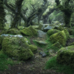 Wistman's Wood