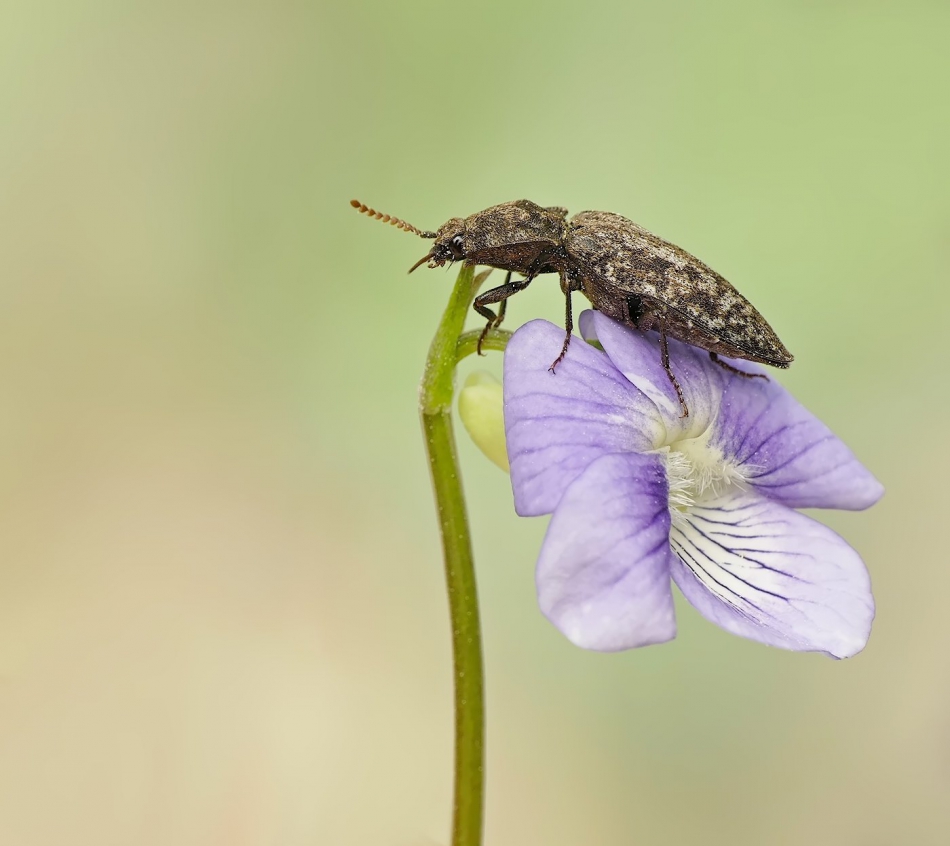 keni - Podrzut szary (Agrypnus murinus) . . Zdjęcie 315066