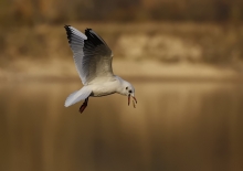 Taka sobie zwykła mewka