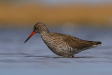 Krwawek