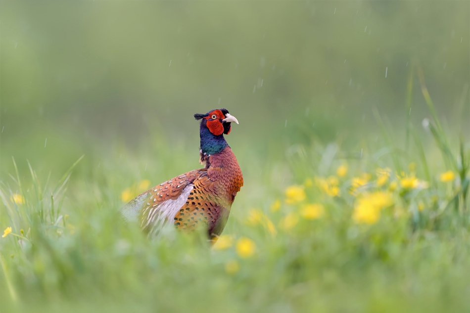 fotodam - W kaczeńcach. Bażant (Phasianus colchicus) Common Pheasant . Zdjęcie 332408