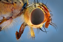 Extreme Macro
