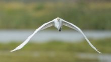 Czapla 