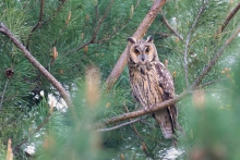 Uszatka, Long-eared Owl...