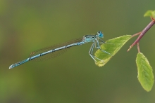 Łątka stawowa 