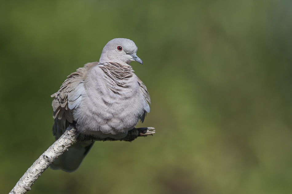 aratta - Streptopelia decaocto.. . Zdjęcie 326822