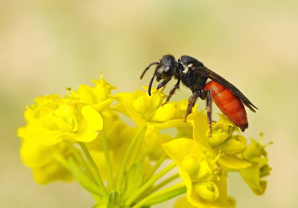 keni - Nęczyn (Sphecodes sp.). PE proszę. Zdjęcie 332361