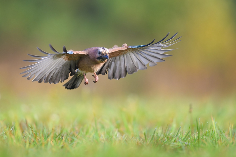 raftik - Sójka, Eurasian Jay (Garrulus glandarius) ... 2023r. . Zdjęcie 319357