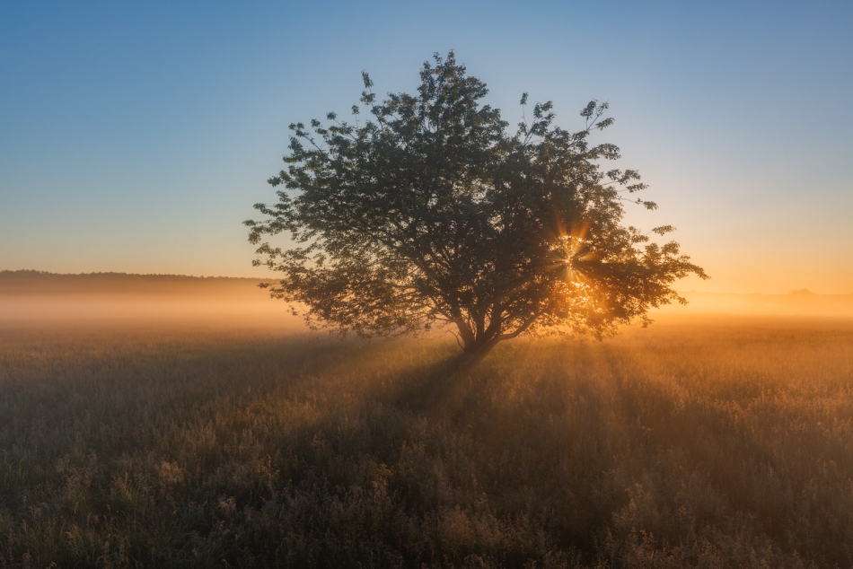 radson_foto - Poranek. Łąki Henrykowskie. Tomaszów Maz. (woj. łódzkie). . Zdjęcie 324496