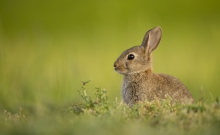 Bunny