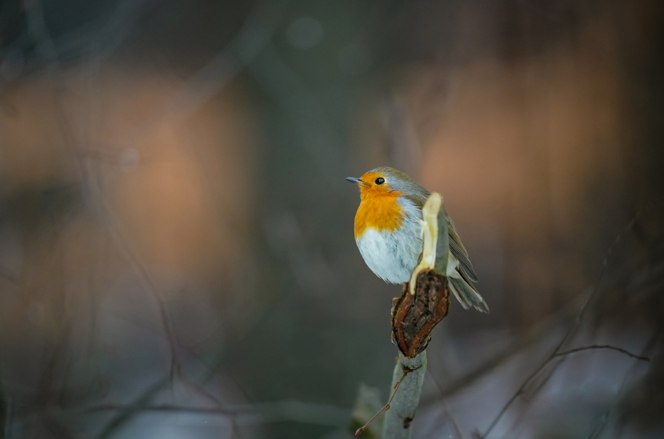 amigamedia - Perła lasów bukowych.  Rudzik (Erithacus rubecula) Przyroda naszego regionu - Bełsznica Wieś Sony ILCE-9+Sony SEL200600G FE 200-600mm f/5.6-6.3 G OSS. Przysłona: f/6,3; Czas ekspozycji: 1/500 s; ISO: 2500; Ogniskowa: 600 mm.. Zdjęcie 310140
