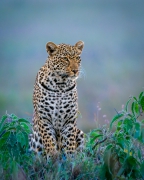 Pan Serengeti