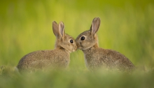 Kiss