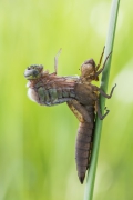 Narodziny smoka