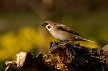 mazurek