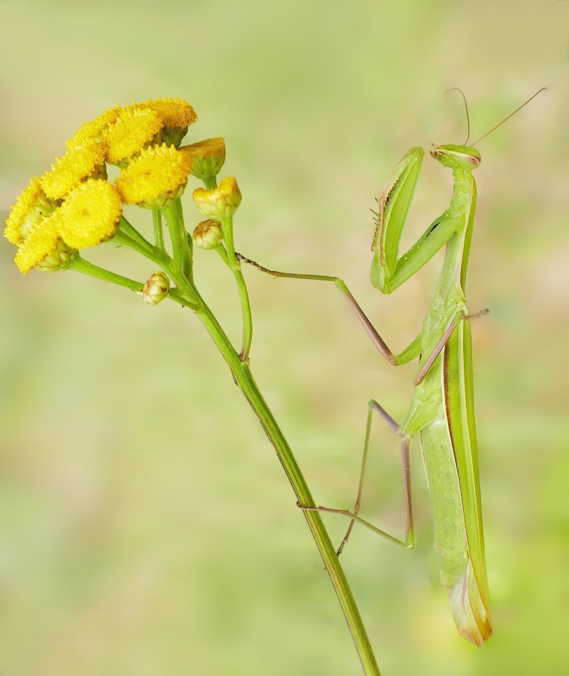 keni - Modliszka. PE proszę. Zdjęcie 325682