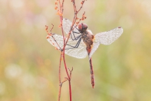 ważka (Odonata)