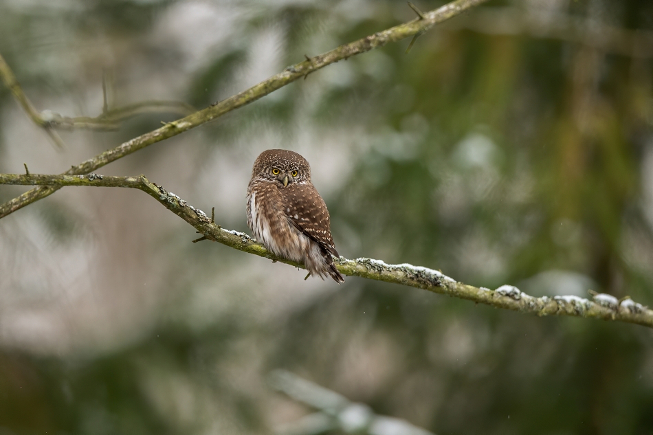 darek_d - Puszcza Białowieska pierwszy śnieg. . Zdjęcie 320115