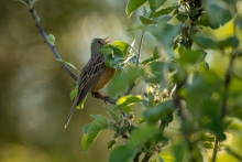 ortolan