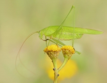 Długoskrzydlak sierposz