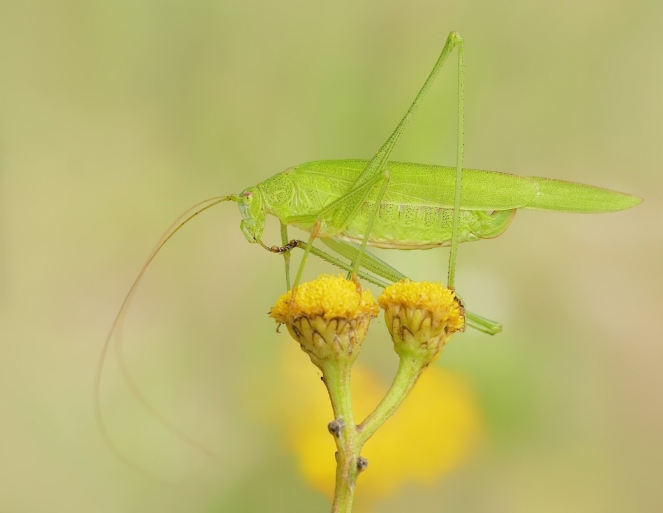 keni - Długoskrzydlak sierposz. PE. Zdjęcie 326127