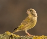 Natura