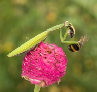 Jesienna cynia