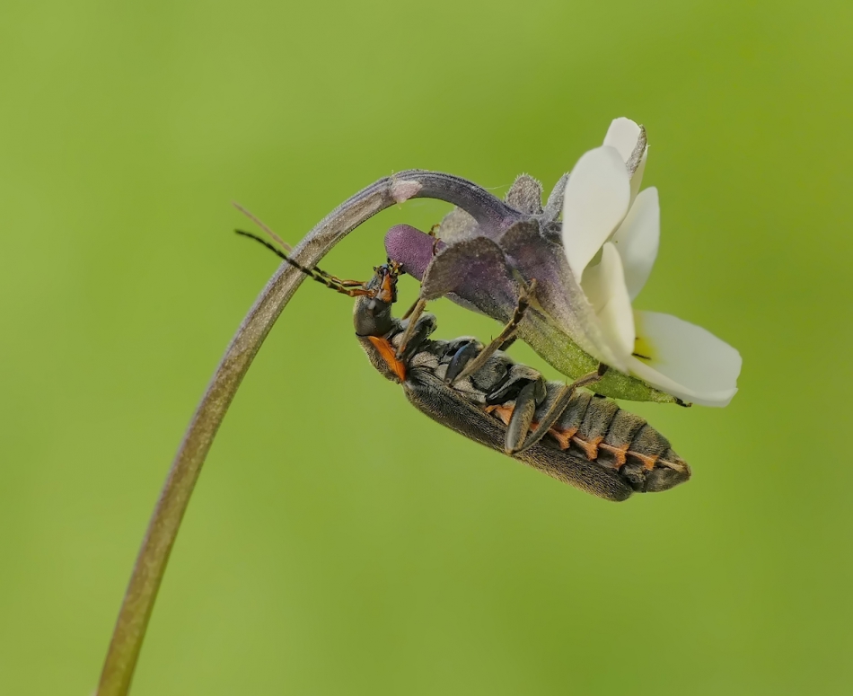keni - . Proszę oglądać na PE. Zdjęcie 195282