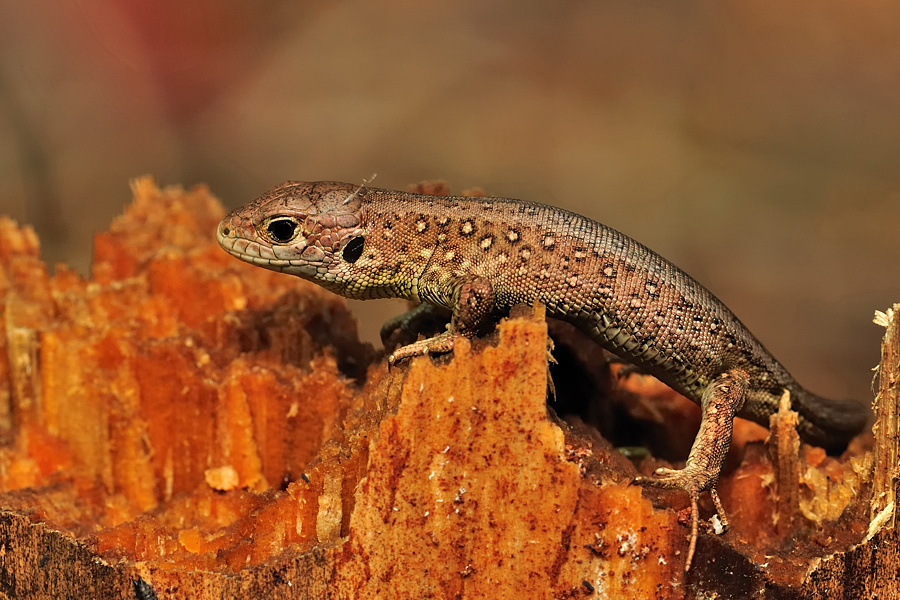 mariusz - Jaszczurka zwinka (Lacerta agilis). To była mała gadzina, młodzik jeszcze nie wyrośnięty. Zdjęcie 67873